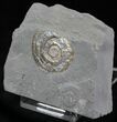 Brilliant Psiloceras Ammonite - England #25807-2